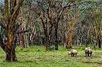 Lake Nakuru reserve,Kenya,Africa Two rhinos, mother and son, photographed in the forest of Lake Nakuru