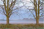 Bare trees framing misty meadow at dawn in Autumn in Hesse, Germany