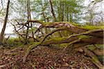 Close-up of old, fallen oak tree in forest in Autumn in Hesse, Germany