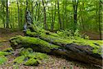 Old, fallen tree trunk covered in moss in forest in Hesse, Germany