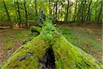 Close-up view of old, fallen tree trunk covered in moss in Hesse, Germany