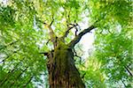 Looking up at leaves of old, common oak tree in summer in Hesse, Germany