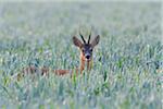 Portrait of western roe deer (Capreolus capreolus), roebuck, with head sticking up from cornfield and looking at camera in Hesse, Germany