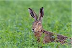 Portrait of a European brown hare (Lepus europaeus) with head sticking up from meadow in summer in Hesse, Germany