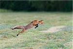 Profile of red fox (Vulpes vulpes) jumping up in the air on a mowed meadow in Hesse, Germany
