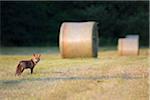 Red fox (Vulpes vulpes) standing on a mowed meadow with hayblaes in the background in Hesse, Germany