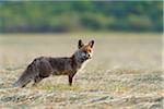 Red fox (Vulpes vulpes) with mouse in mouth standing on mowed meadow and looking into the distance in Hesse, Germany