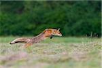 Profile of red fox (Vulpes vulpes) leaping through the air over a mowed meadow in Hesse, Germany