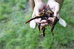 Teenage boy, holding handful of newts, close-up