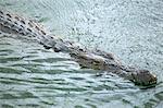 Crocodile swimming in wildlife park lagoon, Djerba, Tunisia