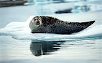 Grey seal (Halichoerus grypus) lying on an ice floe in Arctic waters.