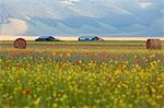 Europe, Italy,Umbria,Perugia district,Castelluccio of Norcia Flower period