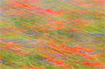 Europe, Italy,Umbria,Perugia district,Castelluccio of Norcia Flower period