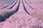 Europe, France,Provence Alpes Cote d'Azur,Plateau de Valensole.Lavender Rows