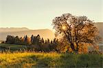 Italy, Trentino Alto Adige, sunset on prairies of Non valley in a autumn day.