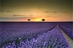 Lavender raws with trees at sunset. Plateau de Valensole, Alpes-de-Haute-Provence, Provence-Alpes-Côte d'Azur, France, Europe.