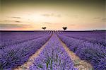 Lavender raws with trees at sunset. Plateau de Valensole, Alpes-de-Haute-Provence, Provence-Alpes-Cote d'Azur, France, Europe.