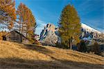 Alpe di Siusi/Seiser Alm, Dolomites, South Tyrol, Italy. Autumn colors on the Alpe di Siusi/Seiser Alm with the Sassolungo/Langkofel in the background