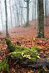 Sassofratino Reserve, Foreste Casentinesi National Park, Badia Prataglia, Tuscany, Italy, Europe. Mushrooms on fallen trunk covered with moss