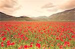 Europe, Italy, Umbria, Perugia district,Castelluccio of Norcia