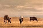 Europe,Italy,Umbria,Perugia district,Castelluccio di Norcia. Horses at sunrise