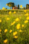 Blooming Buttercup flowers (ranunculus) frames the Pomelasca's church, Inverigo, Como province, Brianza, Lombardy, Italy, Europe