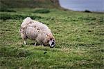A sheep grazing on the hill. , Northern Ireland, County Antrim, Bushmills, United Kingdom.