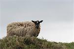 A sheep grazing on the hill. , Northern Ireland, County Antrim, Bushmills, United Kingdom.