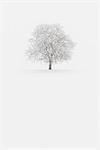 Europe, Italy, Trentino Alto Adige, Non valley. Snow covered tree after a heavy snowfall.