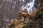 Ibex in Chianale valley, Pontechianale village, Cuneo district, Piedmont, Italy
