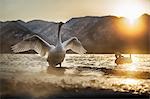 Whooper swan in Lake Kussharo, Hokkaido, Japan