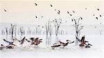 Pelicans in Lake Nakuru, Rift Valley