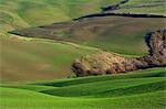 Val d'Orcia, province of Siena, Italy, Tuscany.