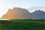 Sheep grazing in the green meadows lighted up by midnight sun reflected in sea Uttakleiv Lofoten Islands Northern Norway Europe