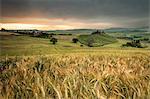 Sunrise on the fields of ears of corn and the gentle green hills of Val d'Orcia province of Siena Tuscany Italy Europe