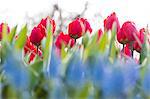 Close up of red tulips in bloom at the Keukenhof Botanical garden Lisse South Holland The Netherlands Europe