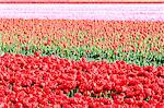 Details of multicolored tulips during spring bloom Oude-Tonge Goeree-Overflakkee South Holland The Netherlands Europe