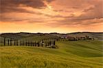 Asciano,Tuscany, Italy