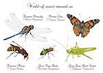 It is illustration of several interesting insects.