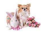 dressed white rabbit and chihuahua in front of white background