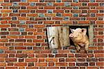 pig looks out from window of shed on the red brick wall