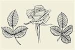 Hand drawn flower set, rose collection. Vector illustration