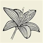 Hand drawn Lily flower, Vector illustration isolated on beige background