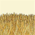 abstract vector cartoon doodle wheat seamless pattern