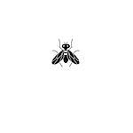 Graphics silhouette fly icon on white background