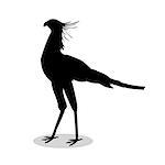 Secretary bird black silhouette animal. Vector Illustrator.