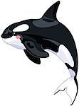 Illustration of cute Killer Whale