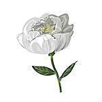 White peony flower isolated on white stock vector