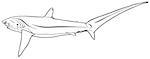 Pelagic Thresher Shark (Alopias pelagicus) - Black and White Illustration, Vector
