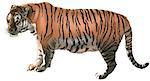 Standing Tiger in Profile (Panthera Tigris) - Colored Illustration, Vector